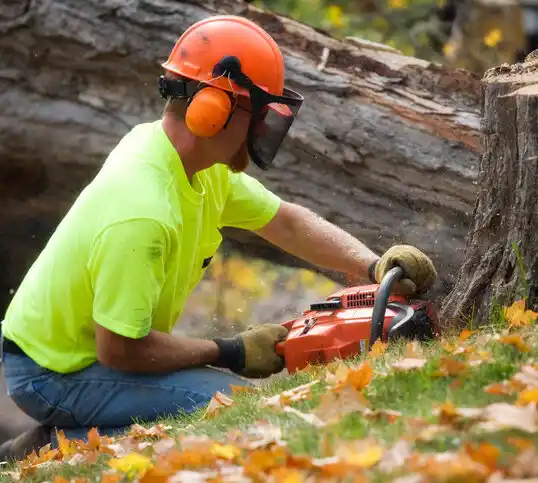 tree services Palmer